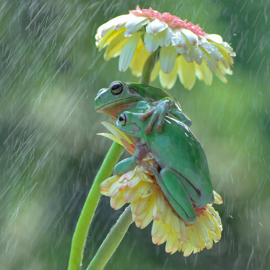 Couple de grenouille sous la pluie de l'agence de développement web éco-responsable à Reims et Paris